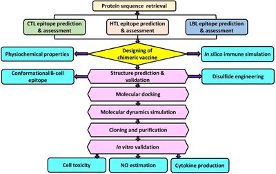 Development of a multi-epitope vaccine candidate for leishmanial parasites applying immunoinformatics and in vitro approaches